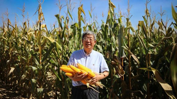 北京炒股配资开户 用新技术引领玉米大面积丰产增收！李少昆荣获“最美志愿者”称号